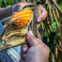 Taller: Maíz sagrado, alimento de los mayas